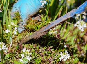 Pesky Weed Removal Appcyard