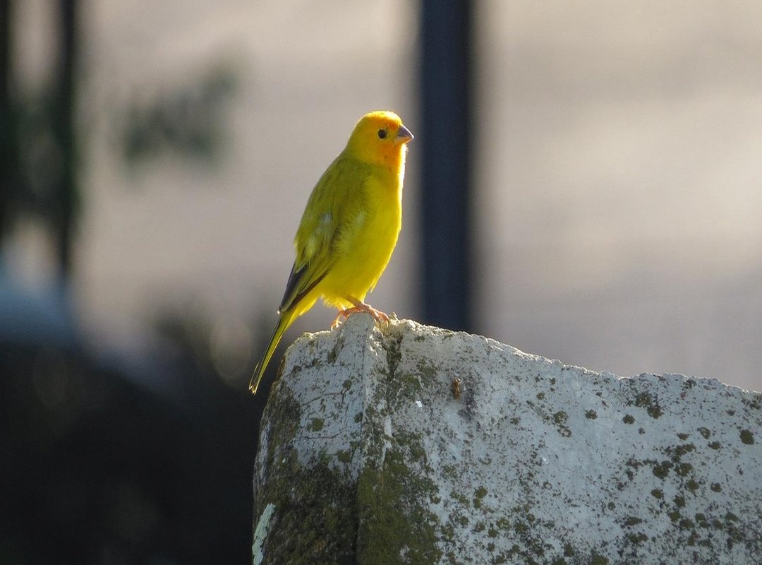 How to Use Viternum in Colombia